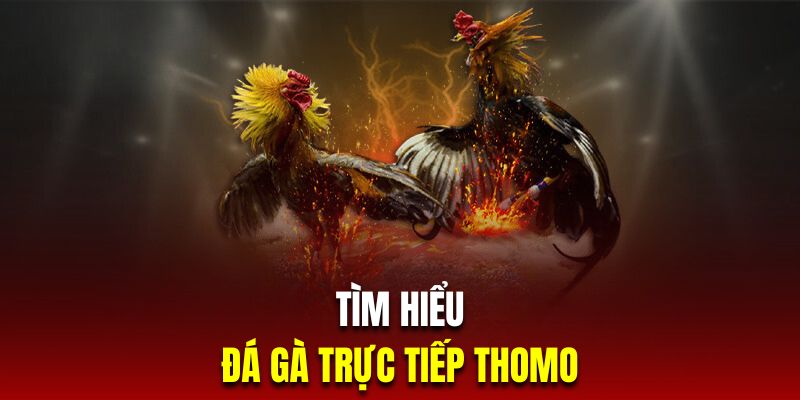 Tìm hiểu đá gà trực tiếp Thomo đẳng cấp tại J88 casino